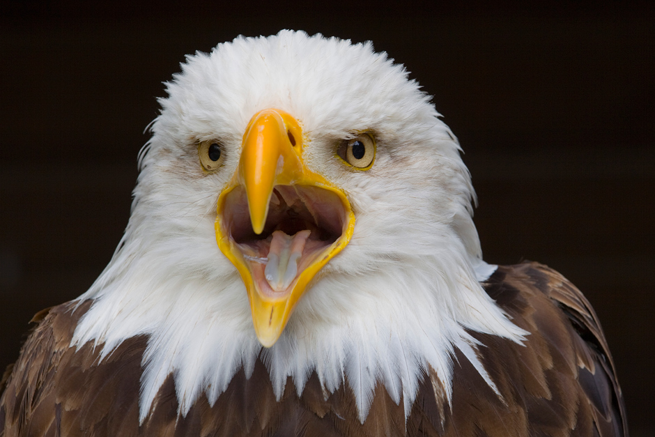 Weißkopfseeadler