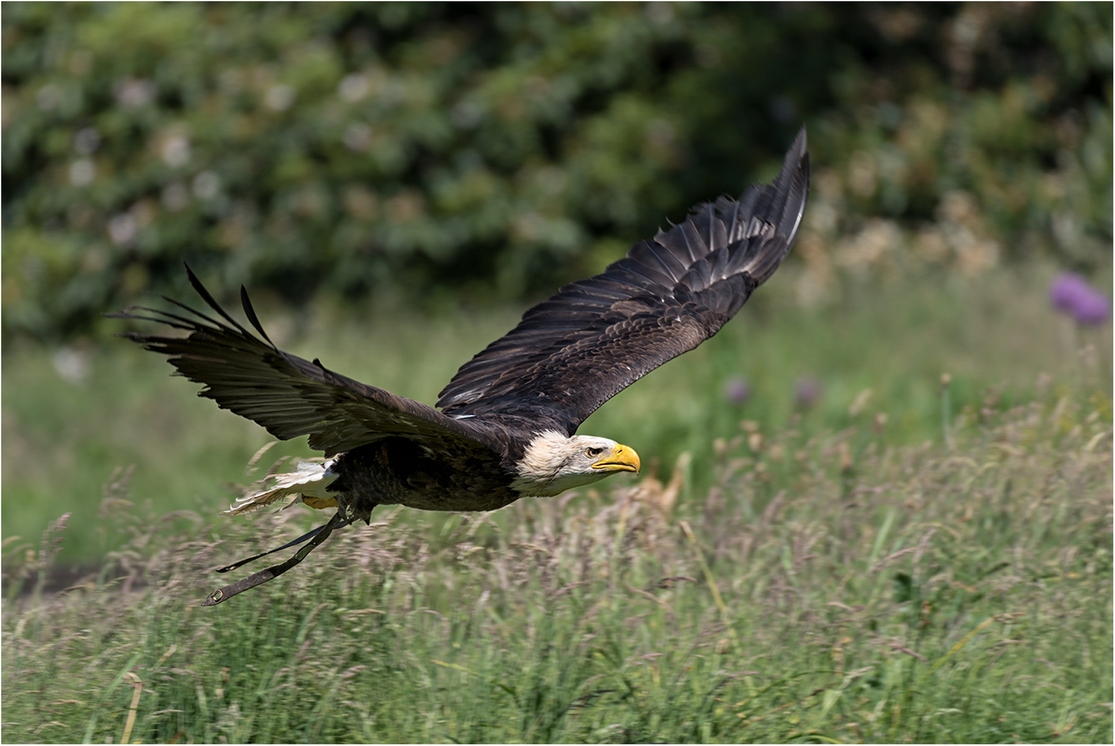 Weißkopfseeadler