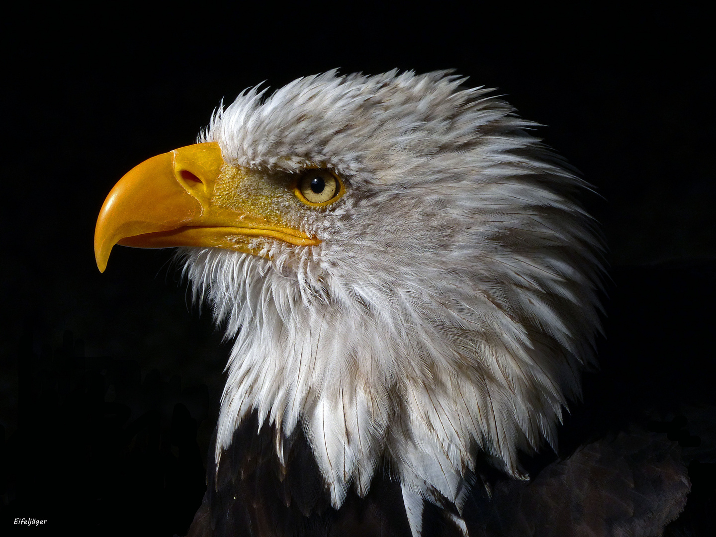 Weißkopfseeadler