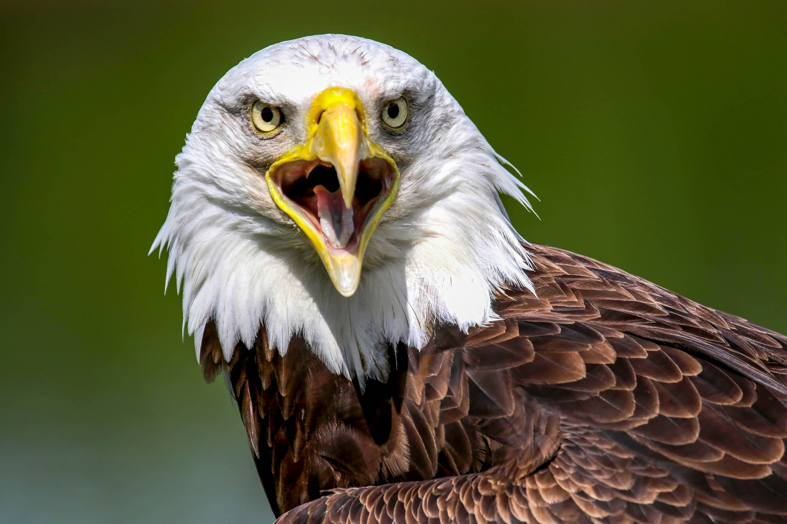 Weisskopfseeadler