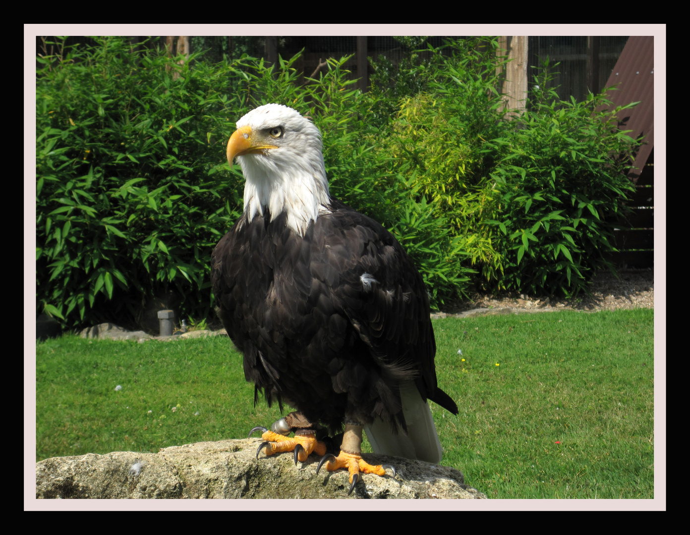 weißkopfseeadler