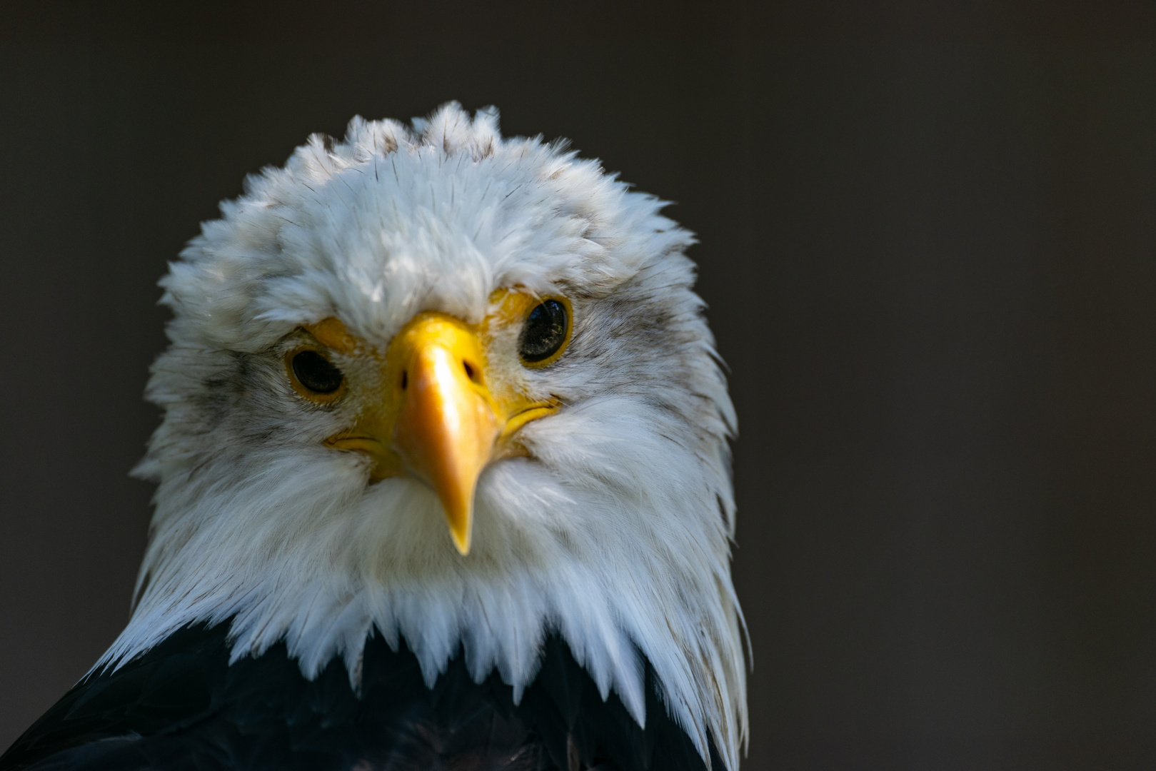 Weißkopfseeadler