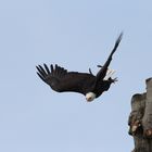 Weisskopfseeadler