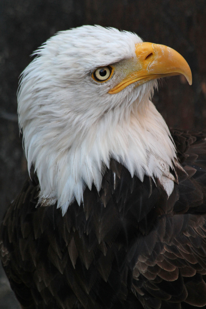 Weisskopfseeadler