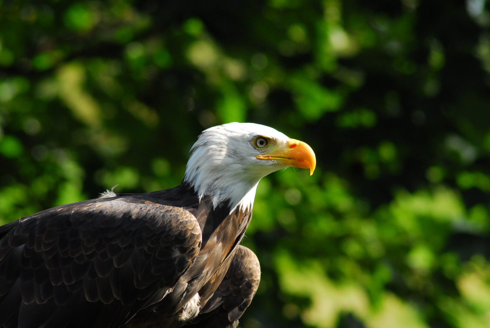 Weisskopfseeadler