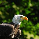 Weisskopfseeadler