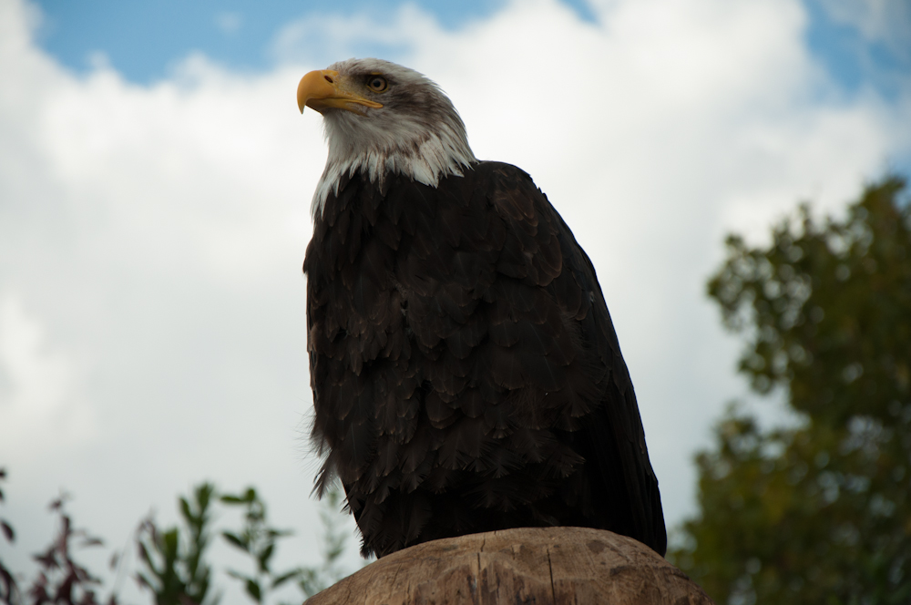 Weißkopfseeadler