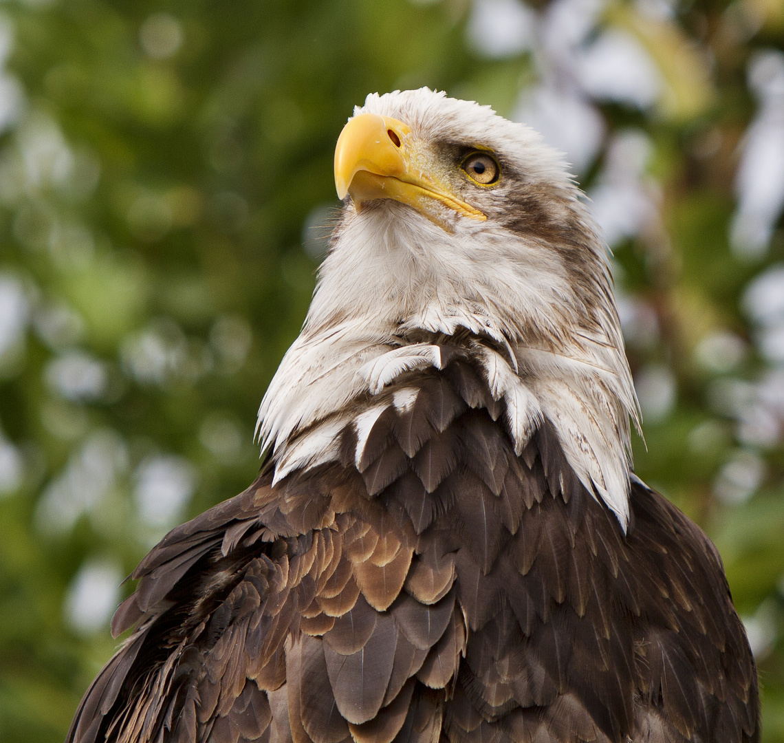 Weißkopfseeadler