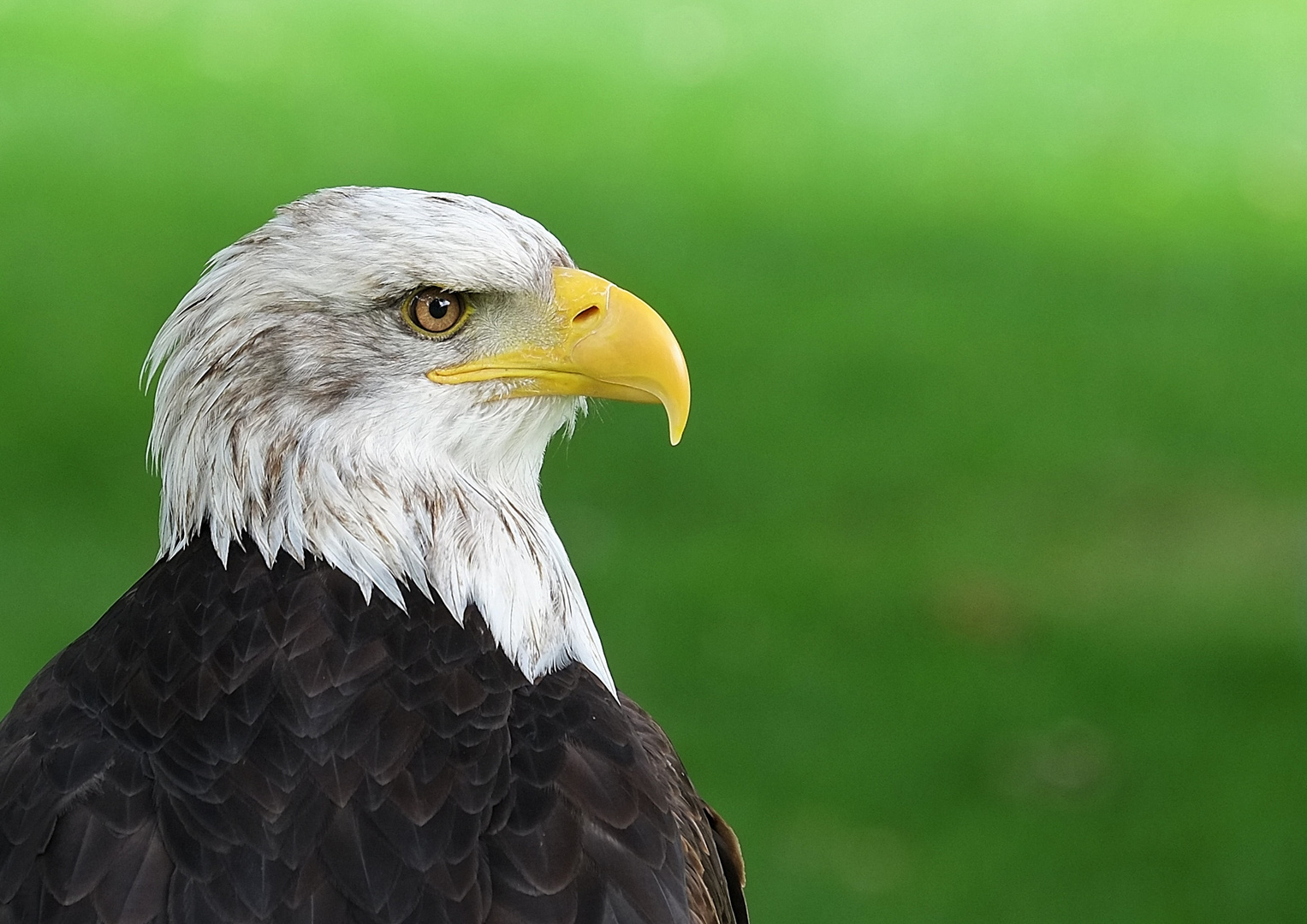 Weisskopfseeadler