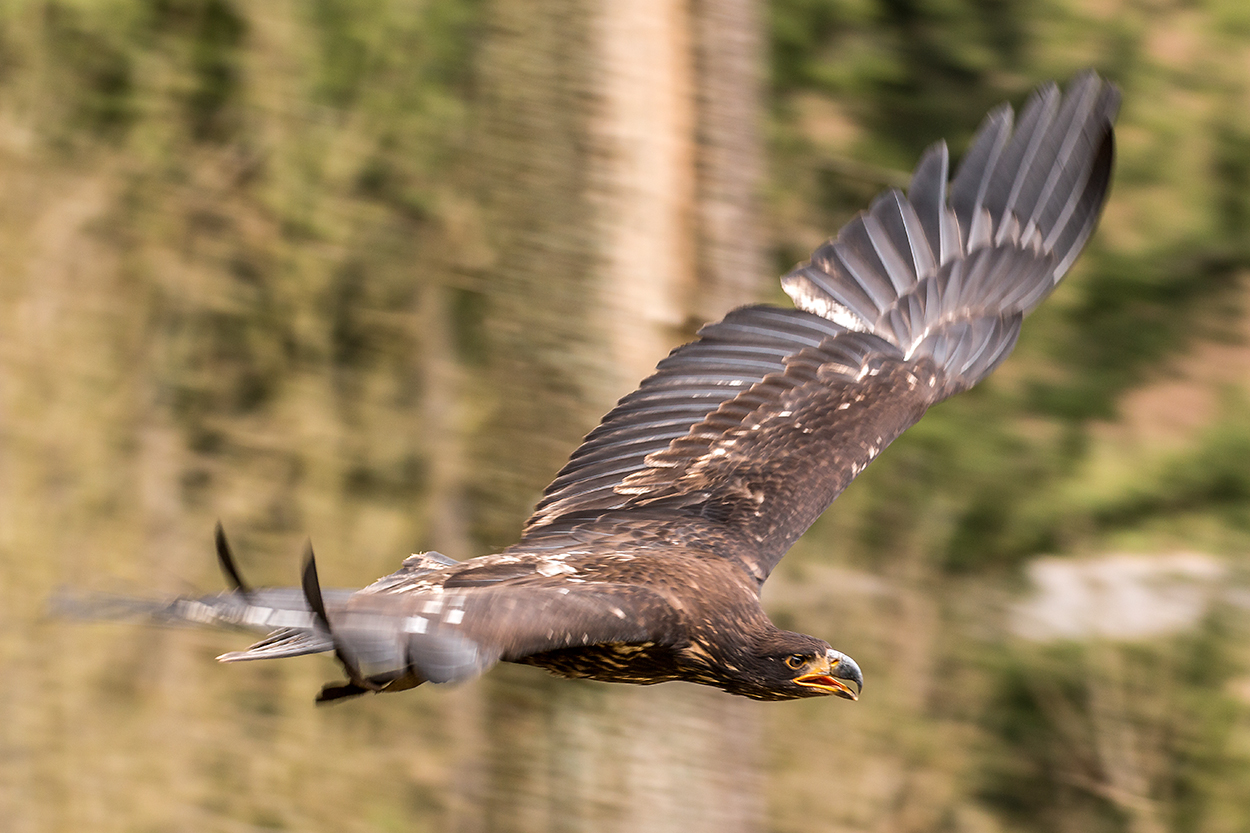 Weißkopfseeadler