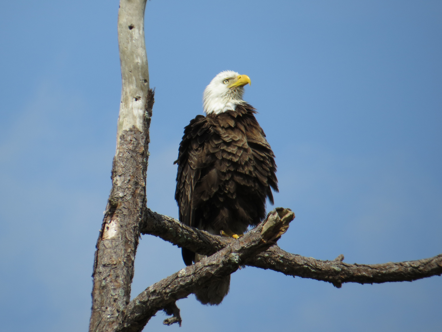 Weißkopfseeadler