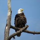 Weißkopfseeadler