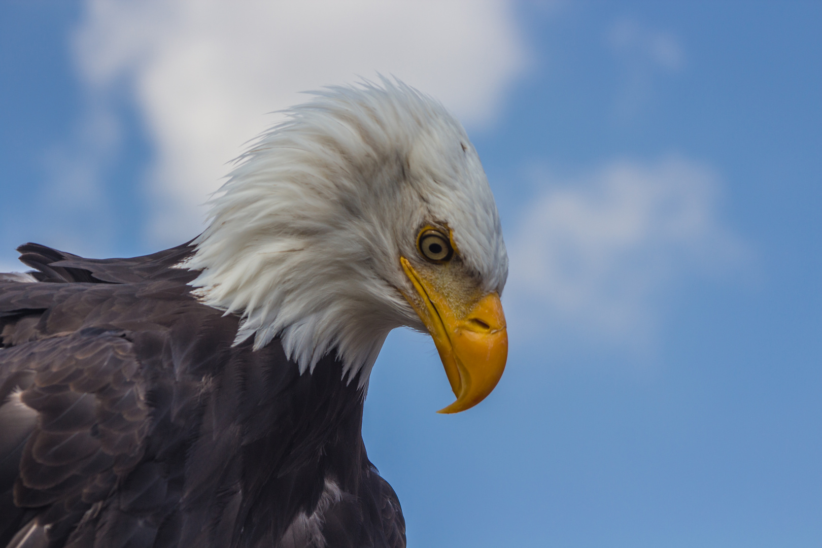 Weißkopfseeadler