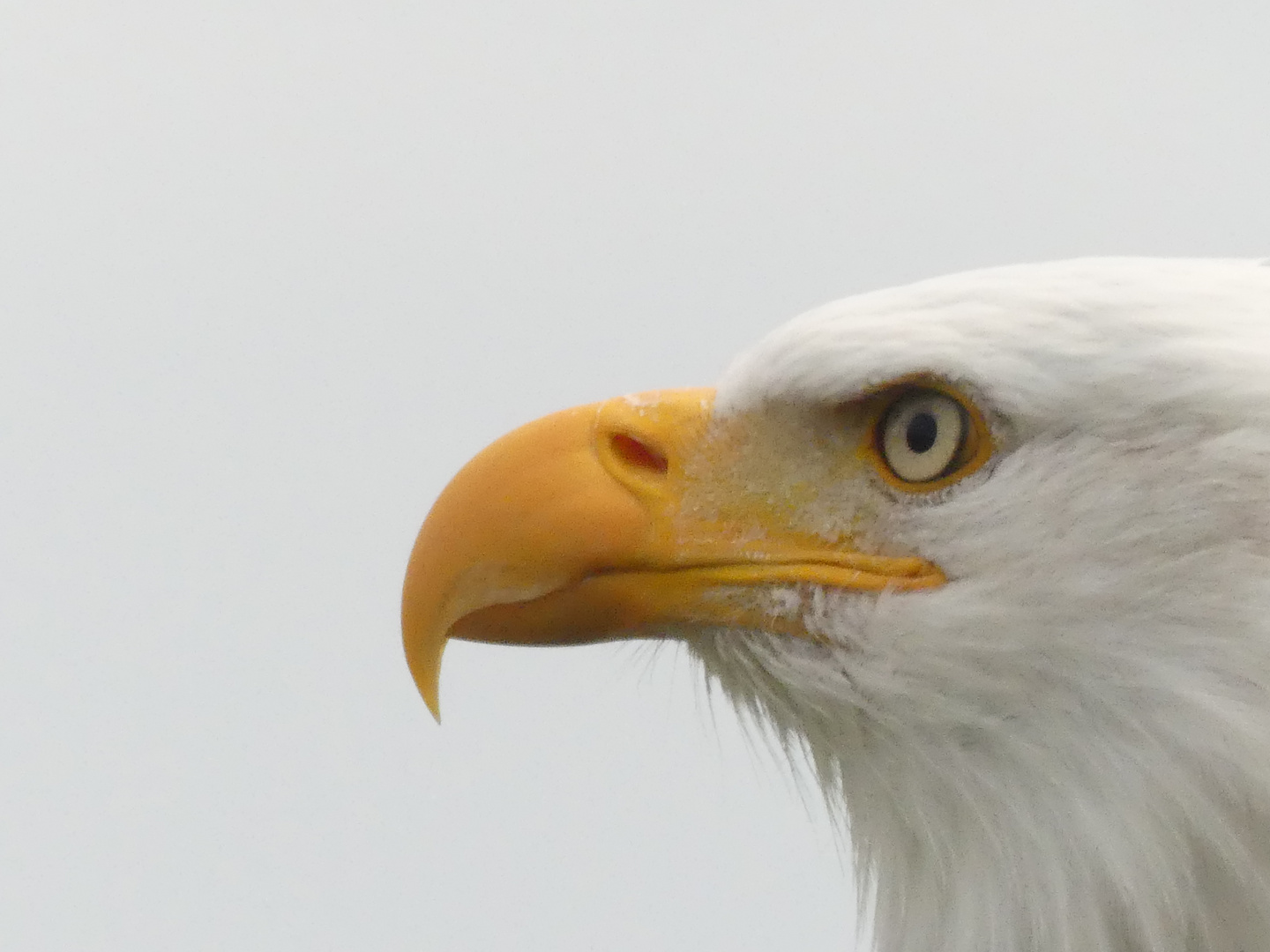 Weißkopfseeadler 