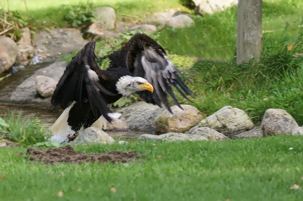 Weisskopfseeadler