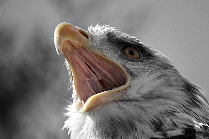 Weißkopfseeadler