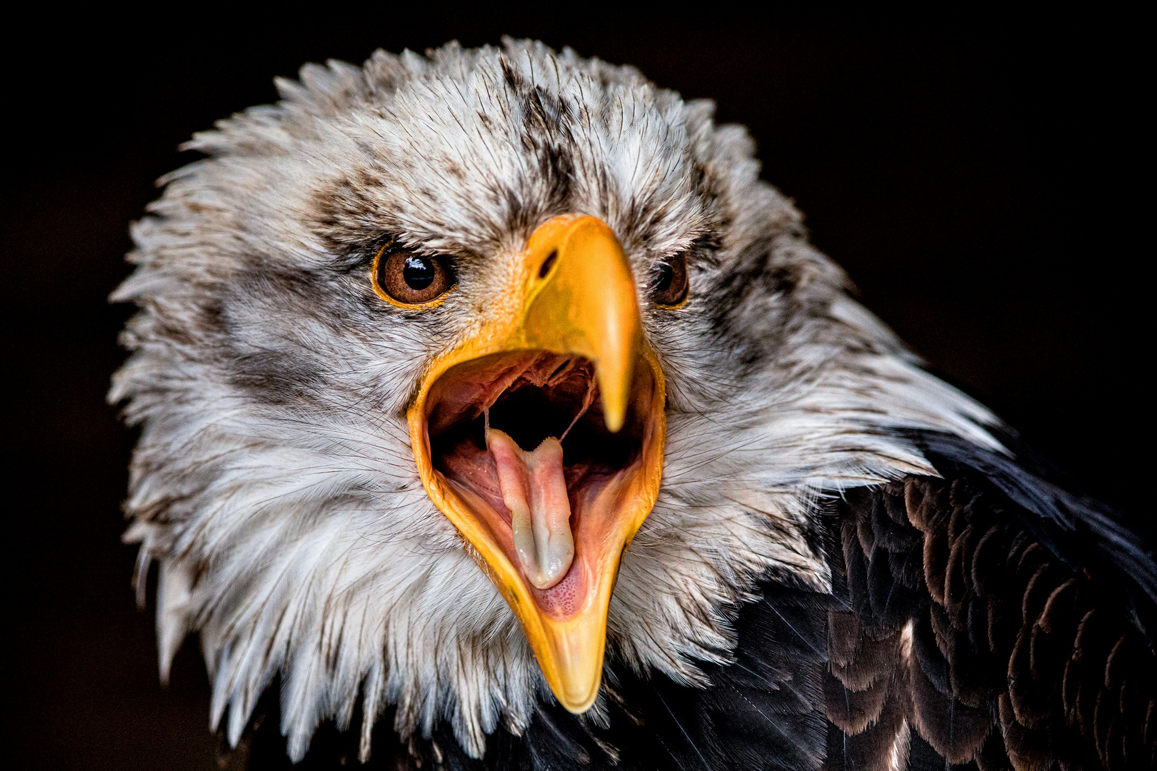 Weißkopfseeadler