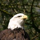 Weißkopfseeadler