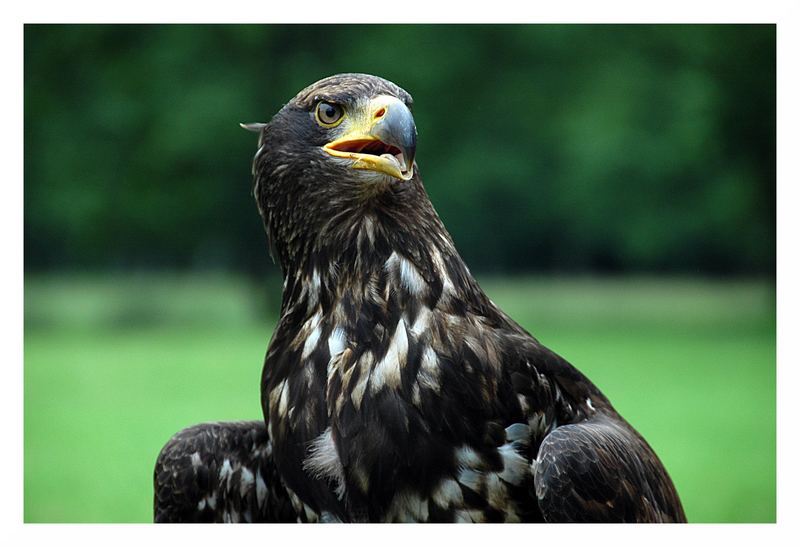 Weisskopfseeadler