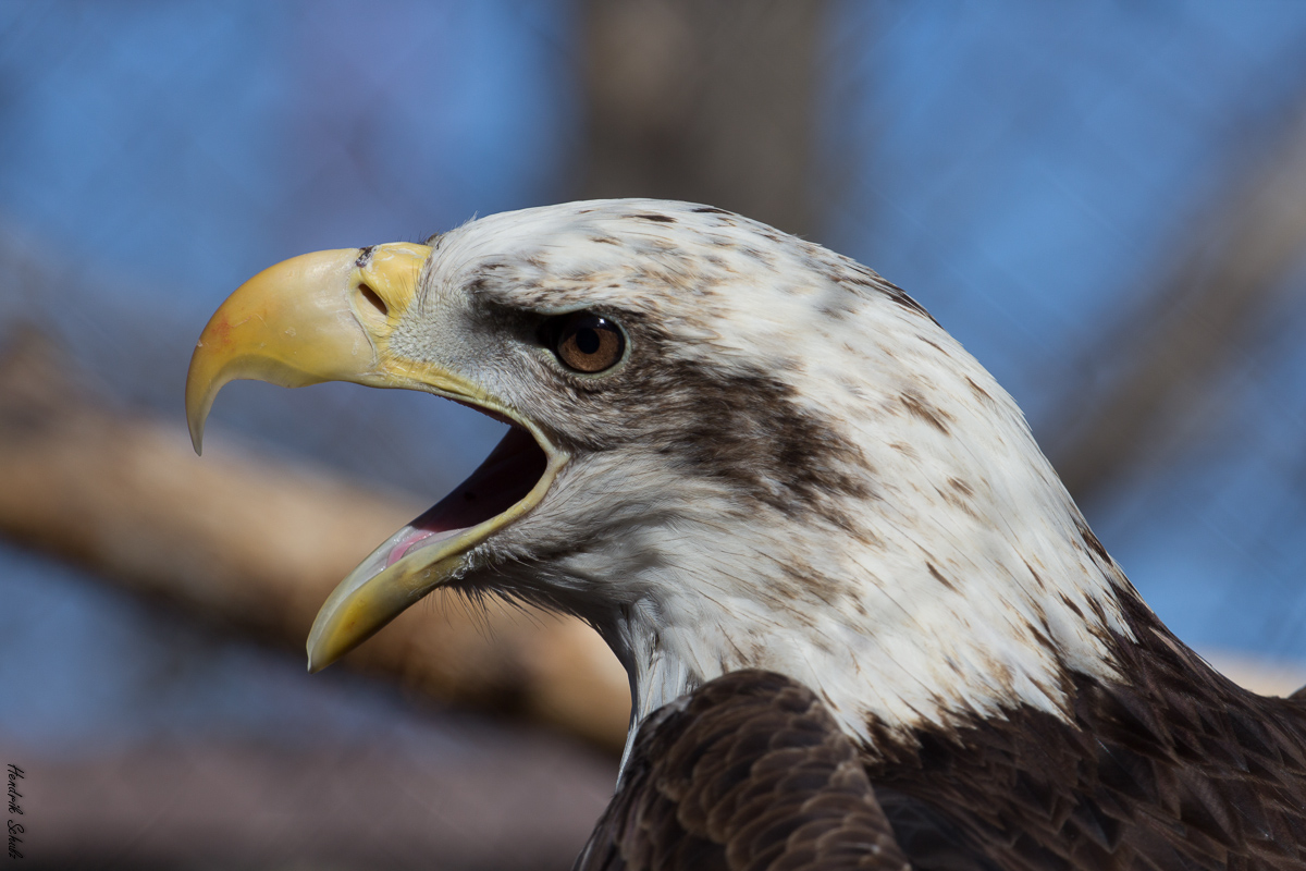 Weißkopfseeadler