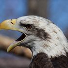 Weißkopfseeadler