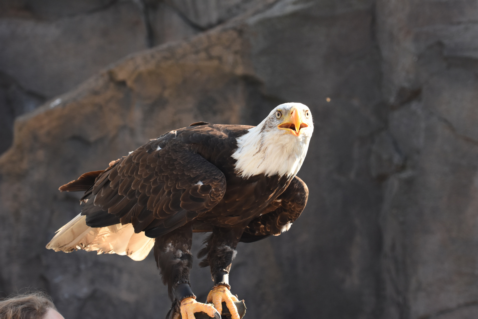 Weißkopfseeadler