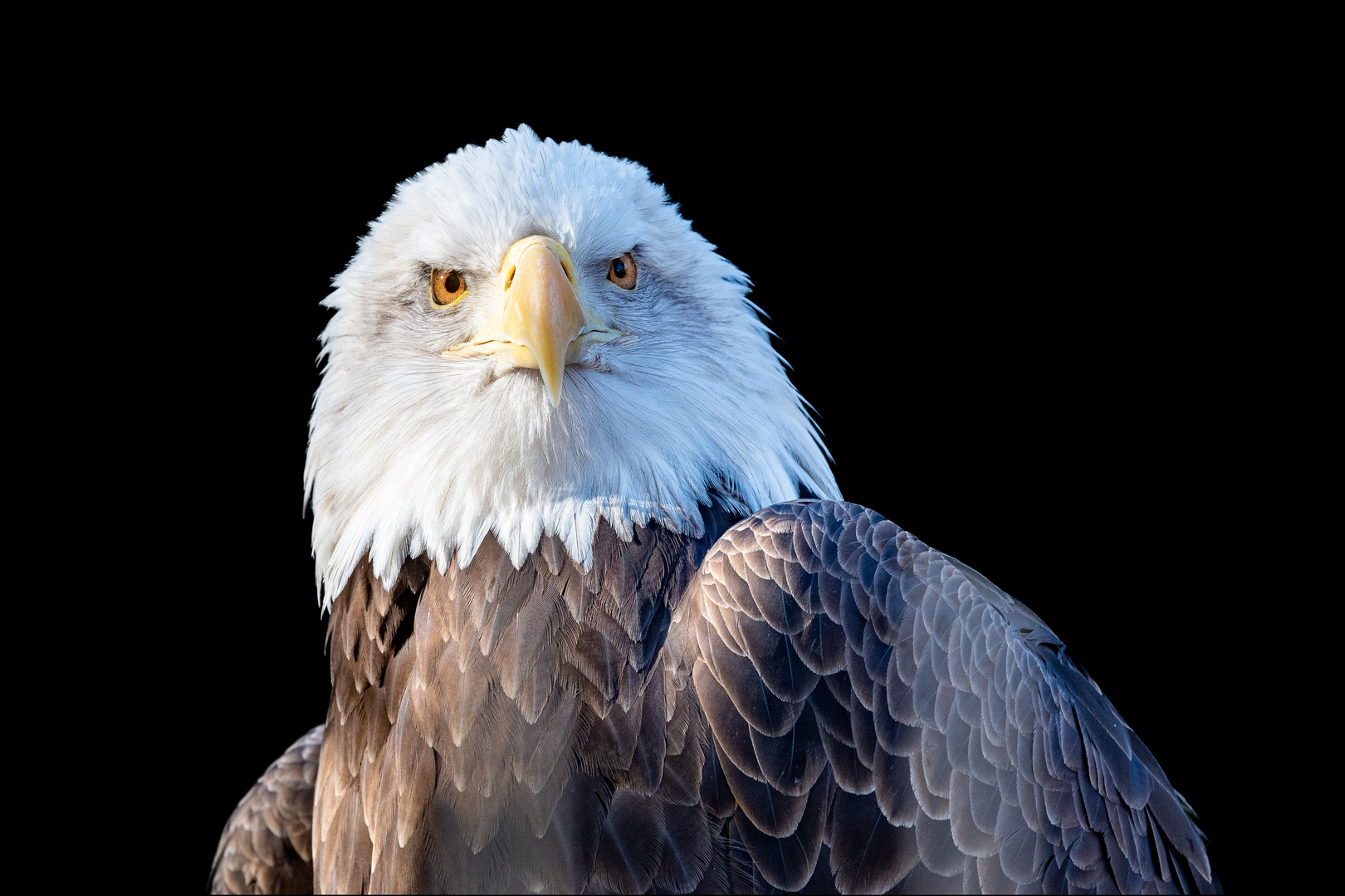 Weißkopfseeadler