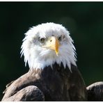 Weißkopfseeadler