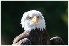 Weißkopfseeadler