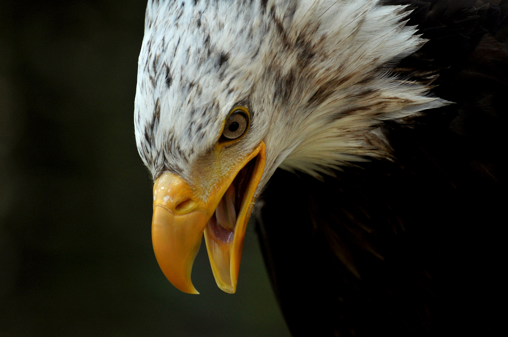 Weißkopfseeadler