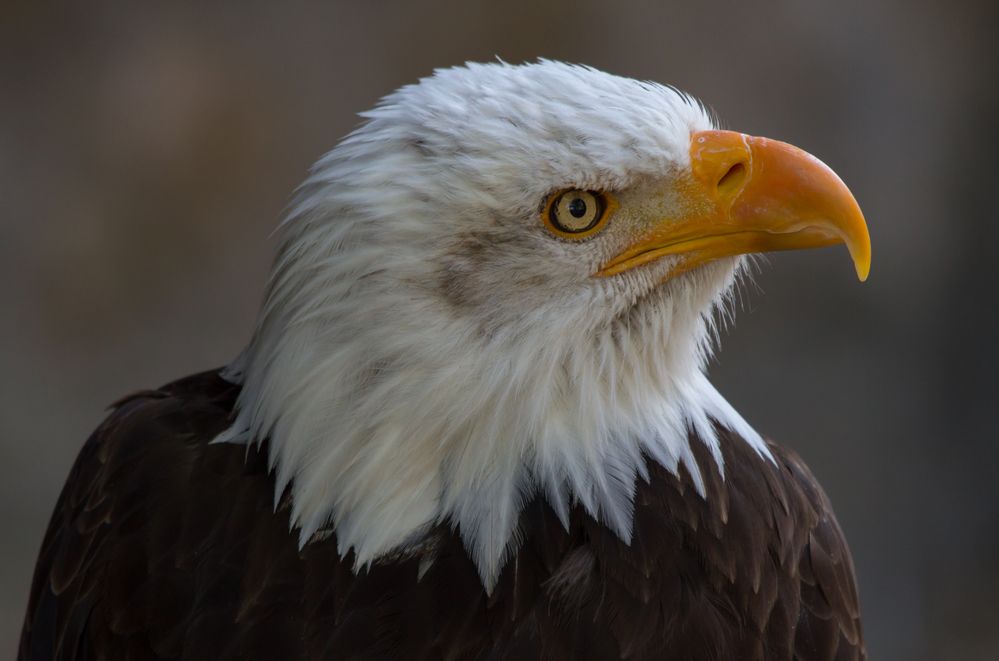 Weißkopfseeadler