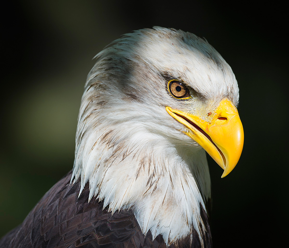 Weißkopfseeadler"