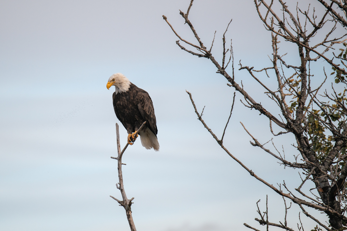 Weißkopfseeadler