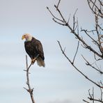 Weißkopfseeadler