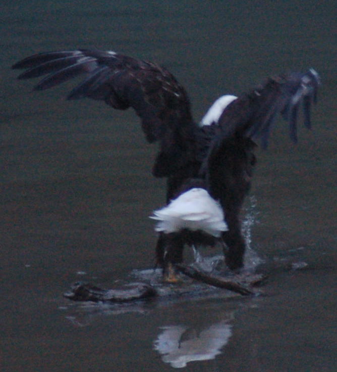 Weißkopfseeadler