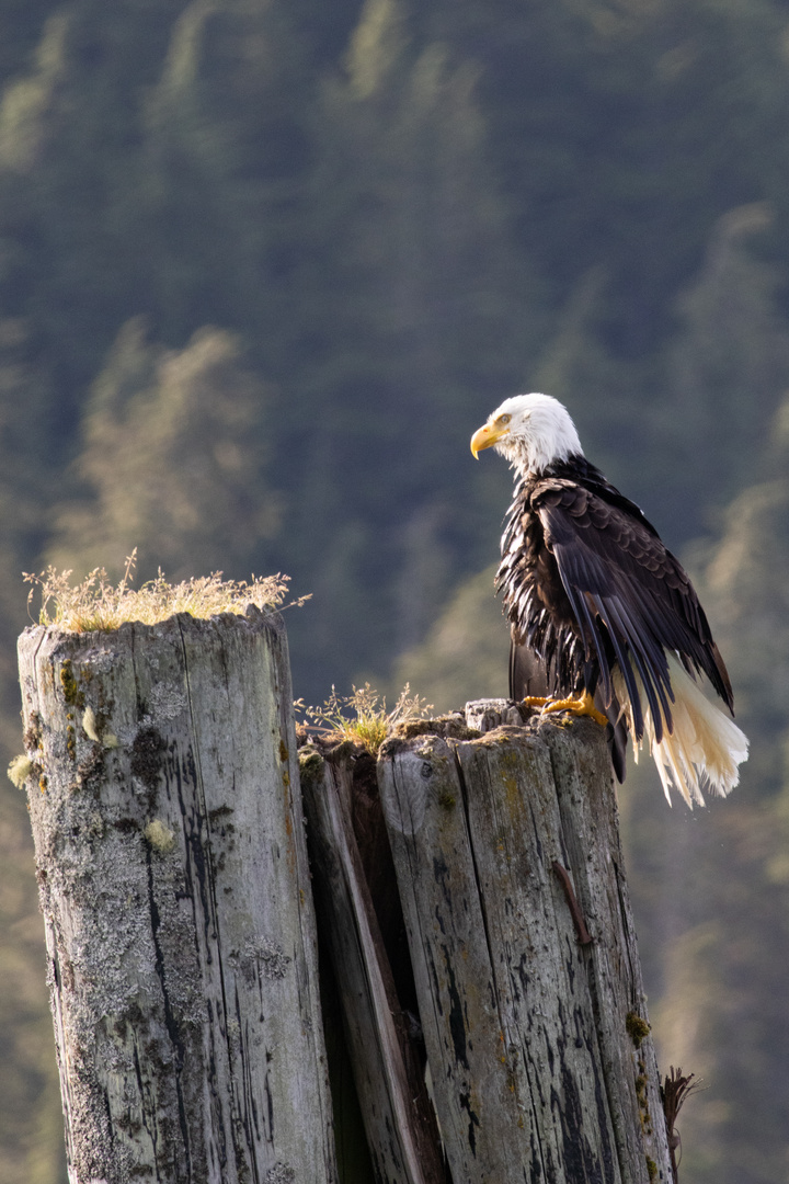 Weißkopfseeadler