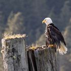 Weißkopfseeadler