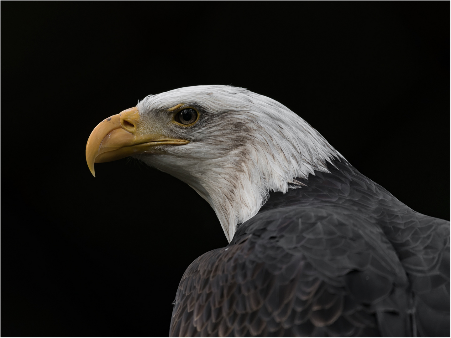 Weißkopfseeadler