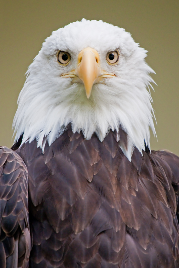 Weißkopfseeadler