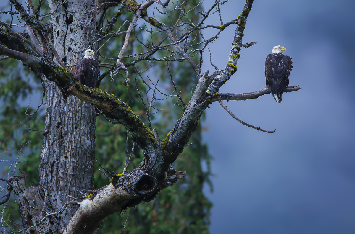 Weißkopfseeadler