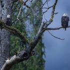 Weißkopfseeadler