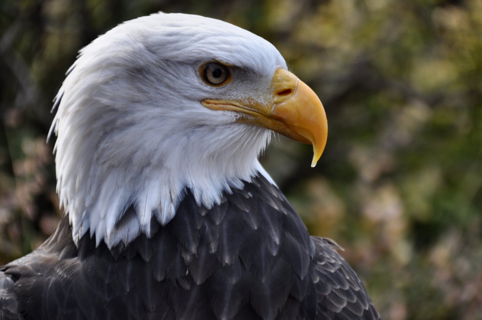 Weißkopfseeadler