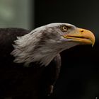 Weißkopfseeadler / Bald Eagle