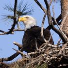 Weisskopfseeadler (Bald Eagle)