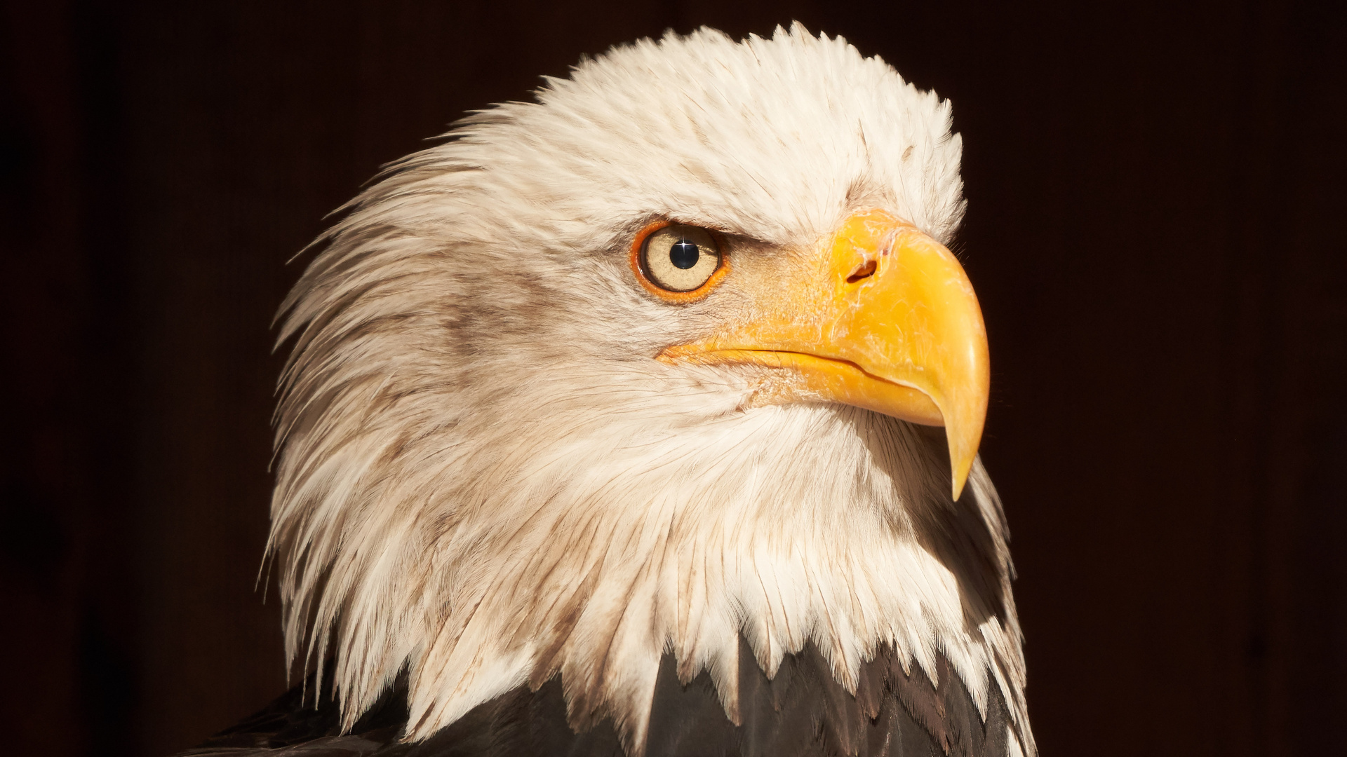 Weißkopfseeadler - Bald Eagle