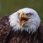 Weißkopfseeadler / Bald eagle