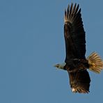 Weisskopfseeadler - Bald Eagle (Haliaeetus leucocephalus)