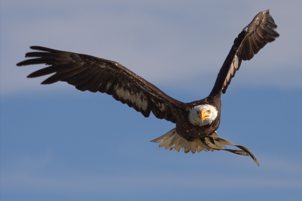 Weißkopfseeadler