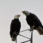 Weißkopfseeadler 