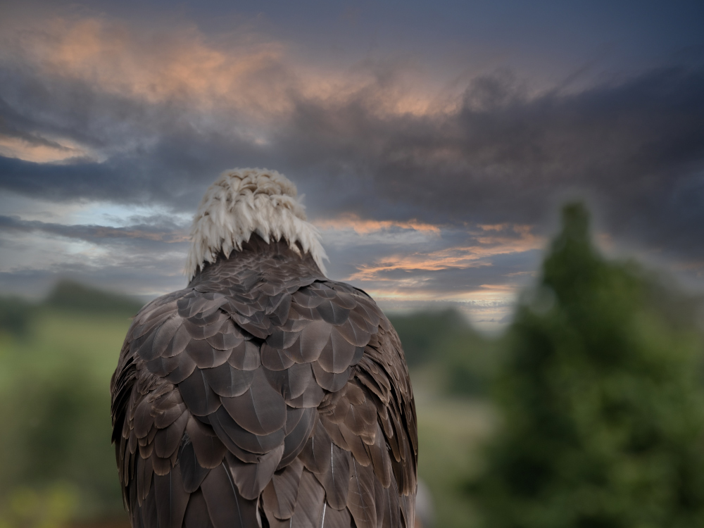 Weißkopfseeadler